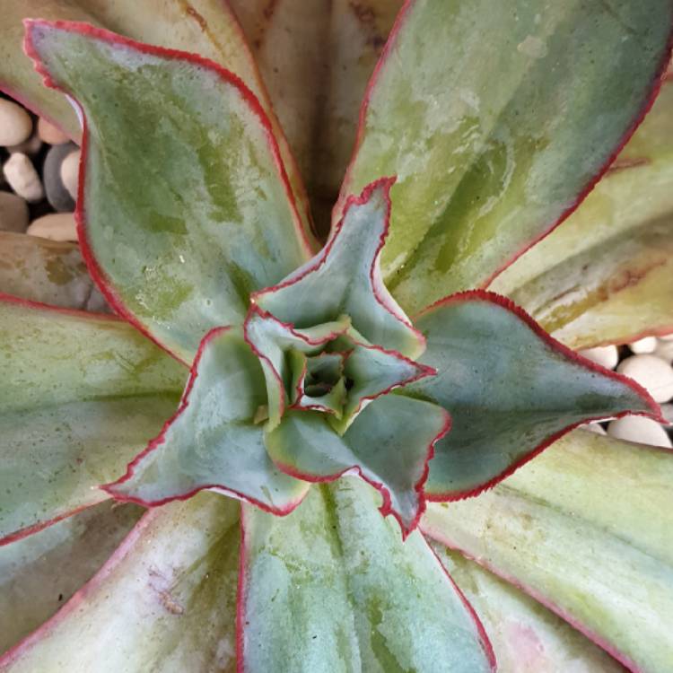 Plant image Echeveria Subrigida