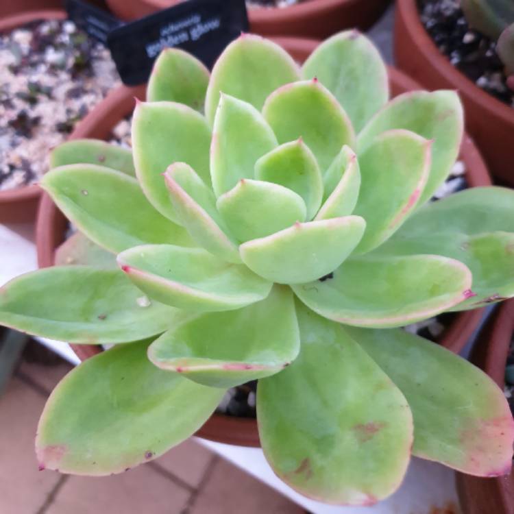 plant image 1031626 plant image 1031626