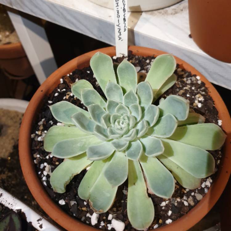Plant image Echeveria Shimoyama