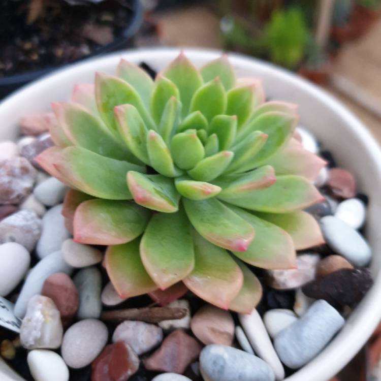 Plant image xSedeveria Maialen