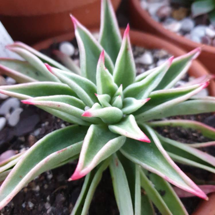 Plant image Echeveria Martin