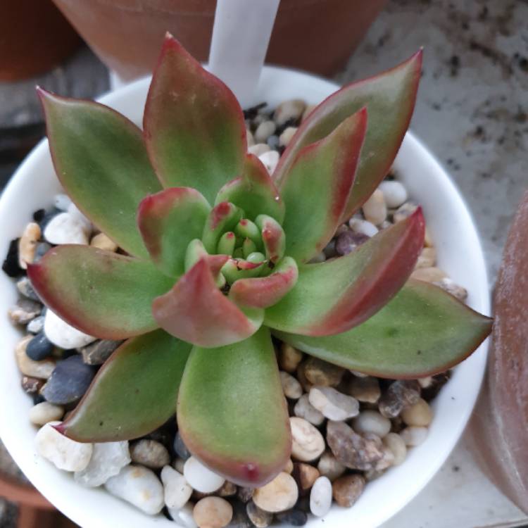 plant image 1031806