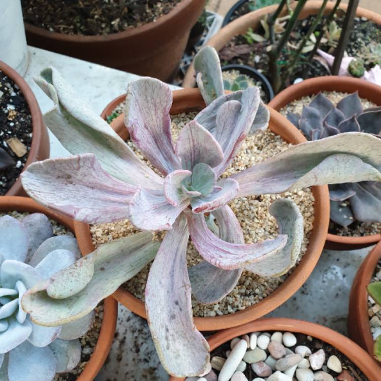 plant image 1042844