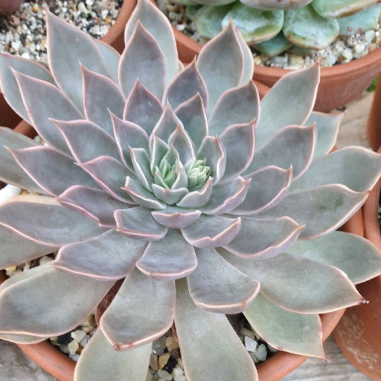 Plant image Echeveria Mensa