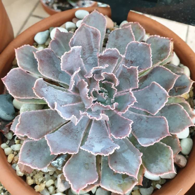 plant image 1042915