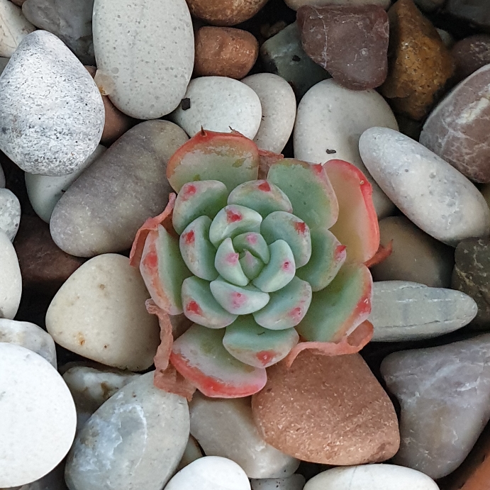 plant image 1043002