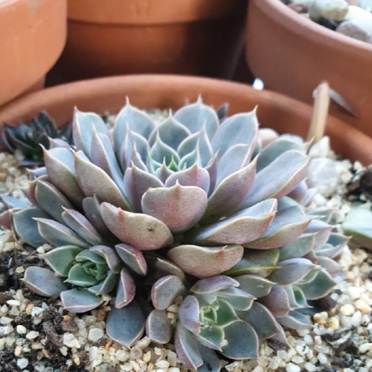 Plant image Echeveria Parks Pop Candy