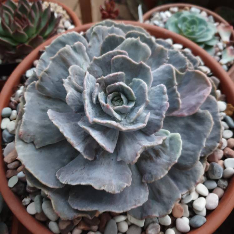 Plant image Echeveria Lilacina Monstrose