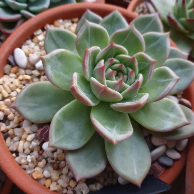plant image 1045611 plant image 1045611