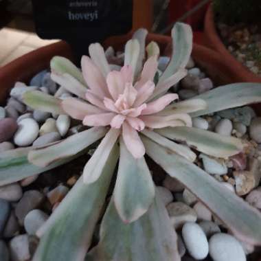 Echeveria Hoveyi