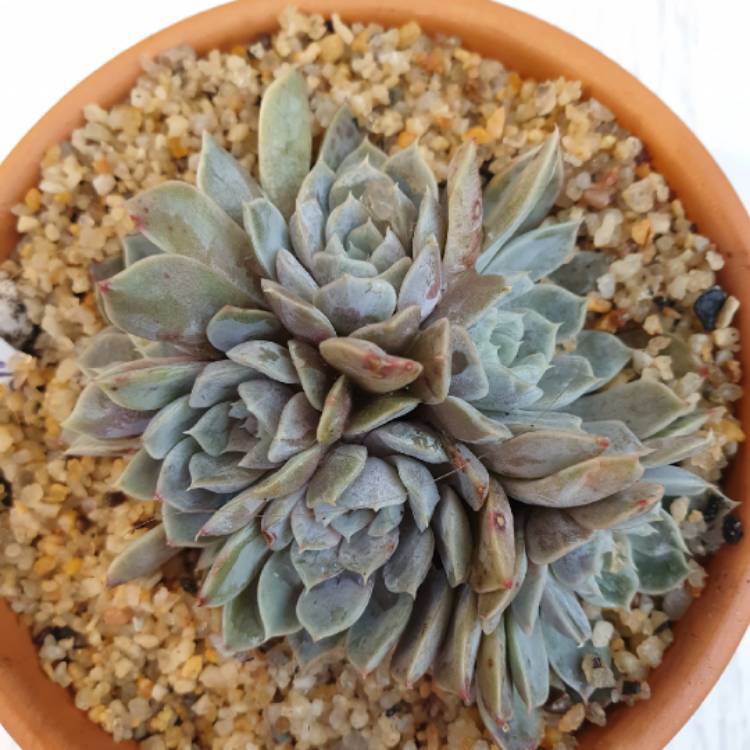 Plant image Echeveria Louise
