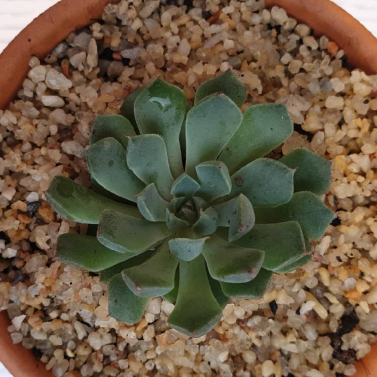Plant image Echeveria Magic Compass