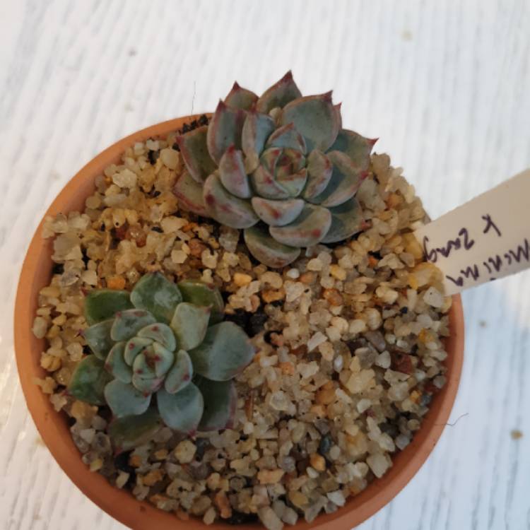 Plant image Echeveria Minima x Cuspidata var. Zaragozae