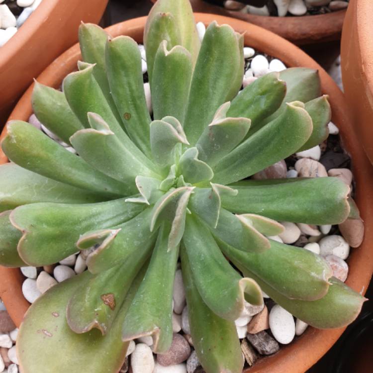 plant image 1086197 plant image 1086197