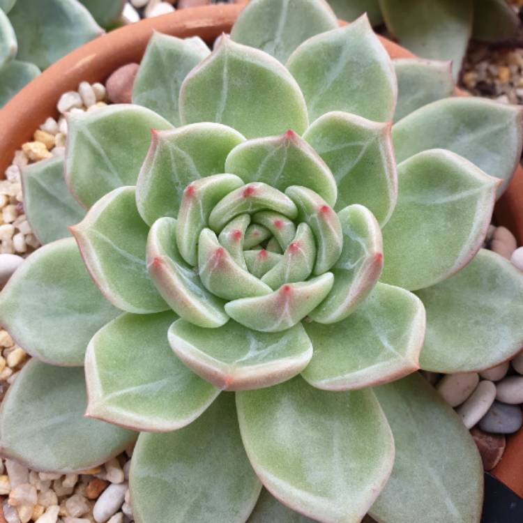 plant image 1086198 plant image 1086198
