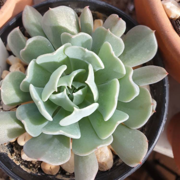 Plant image Echeveria Pinwheel Revolution