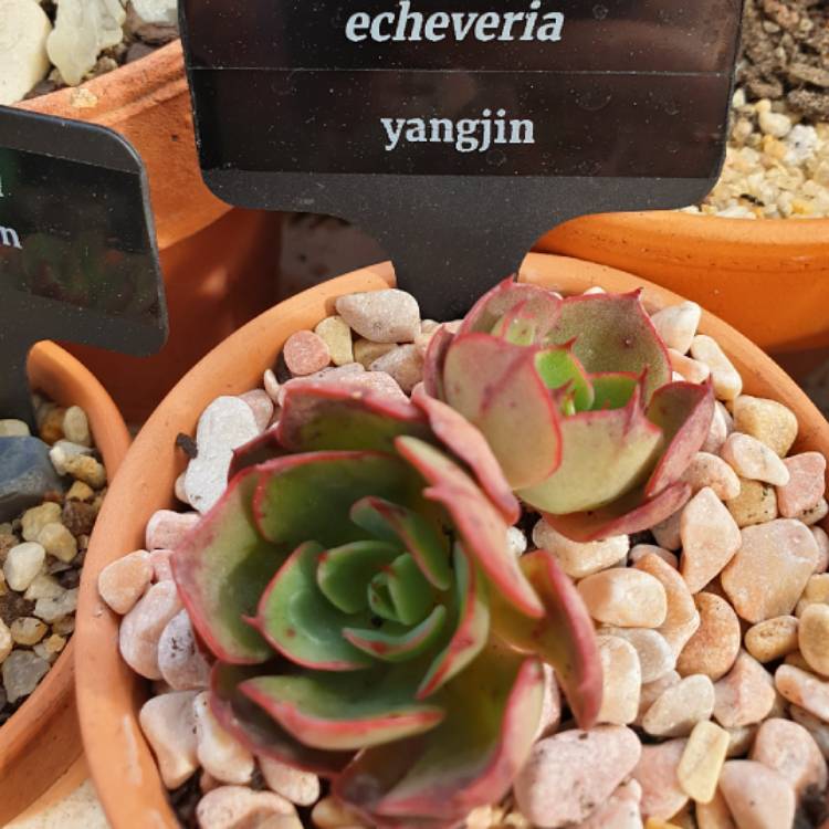 Plant image Echeveria Yangjin