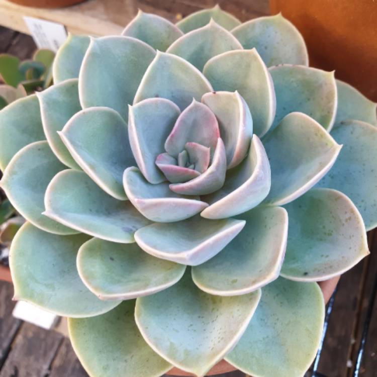plant image 1092212
