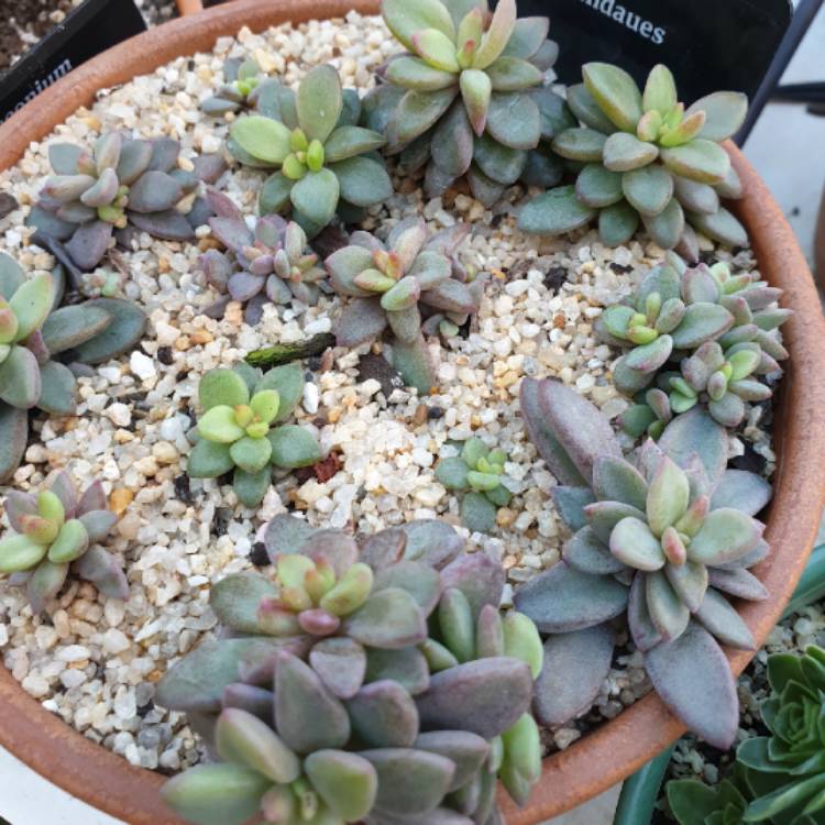 plant image 1092214 plant image 1092214