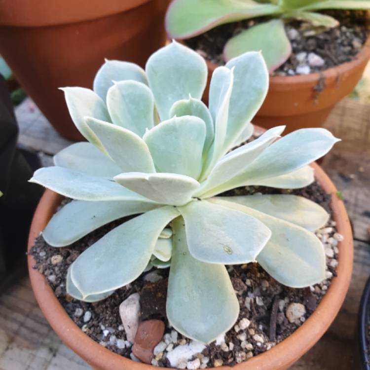 Plant image Echeveria Herstal