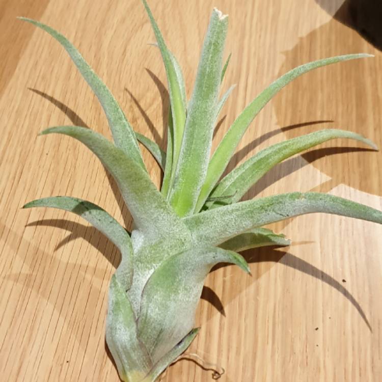 Plant image Tillandsia streptophylla
