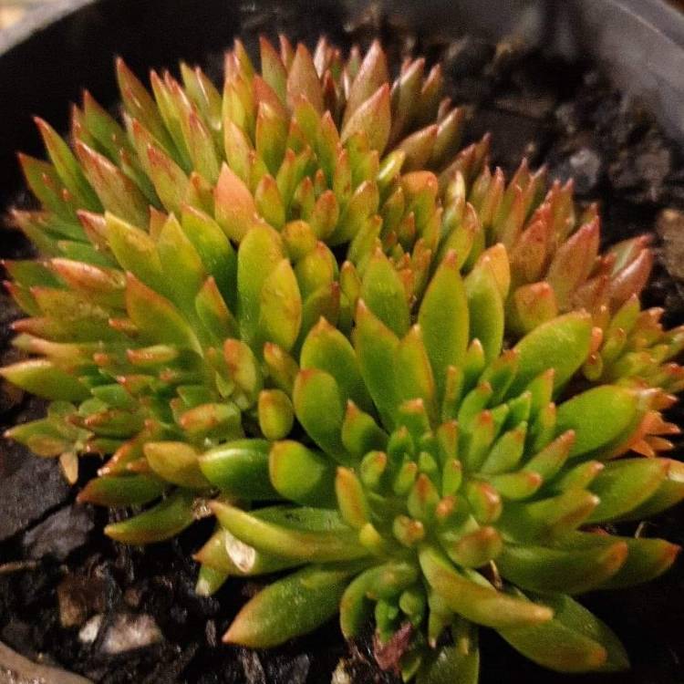 Plant image Echeveria Bella fa. Bella