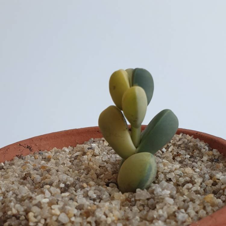 plant image 1136020