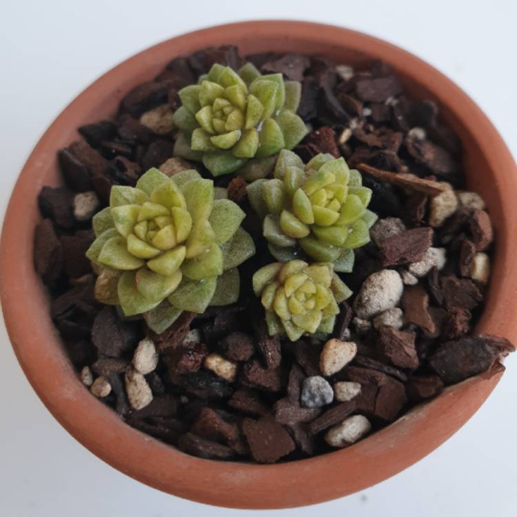 Plant image x Cremnosedum 'Little Gem Variegata'