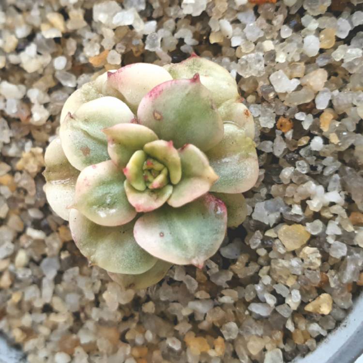 Plant image xSedeveria Rolly Variegata