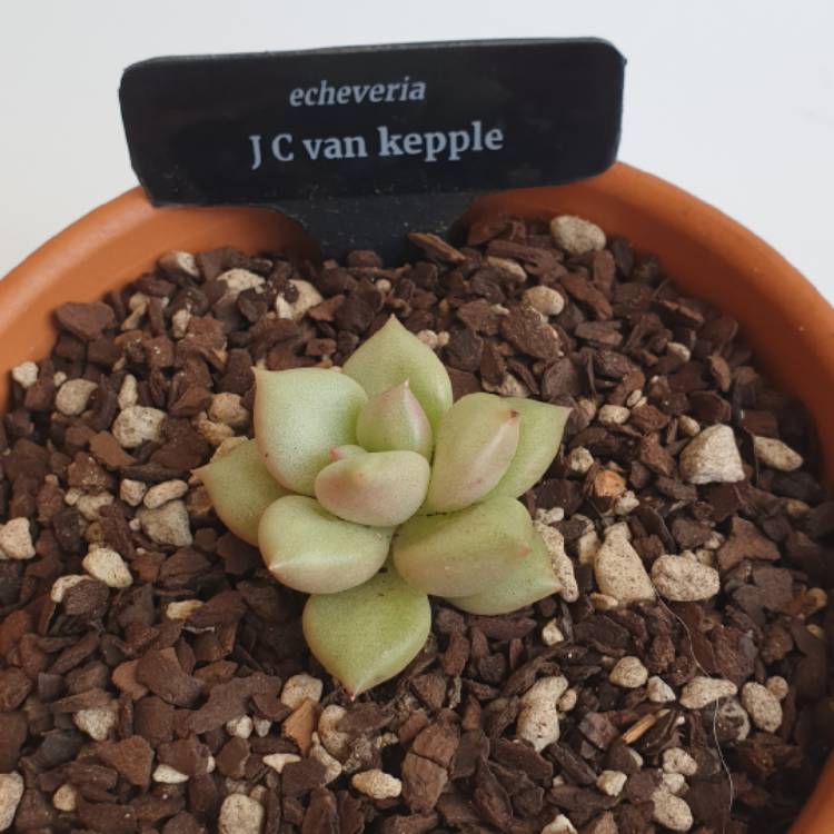 Plant image Echeveria J.C. Van Keppel