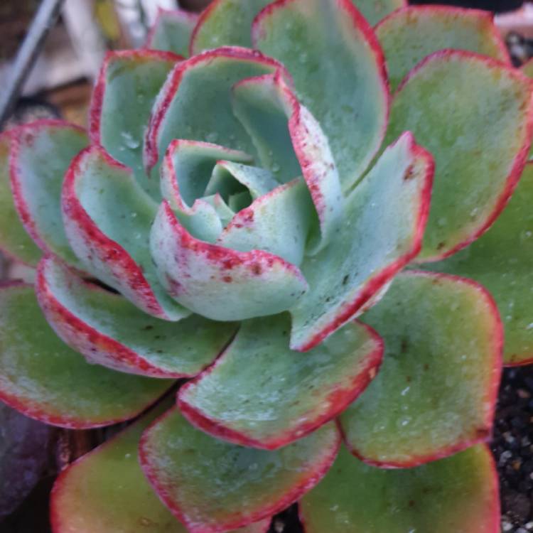 Plant image Echeveria Powder Blue