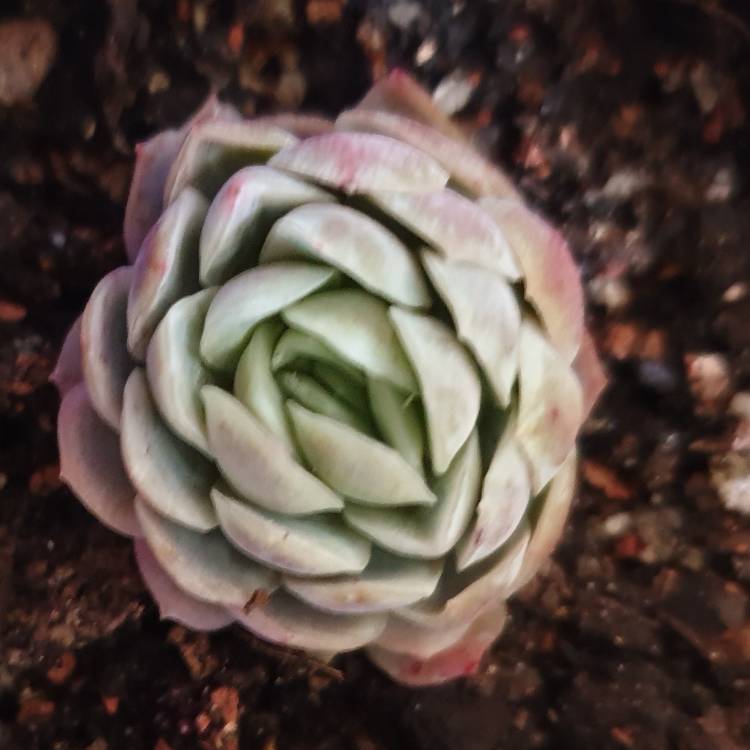 Plant image Echeveria Raspberry Ice