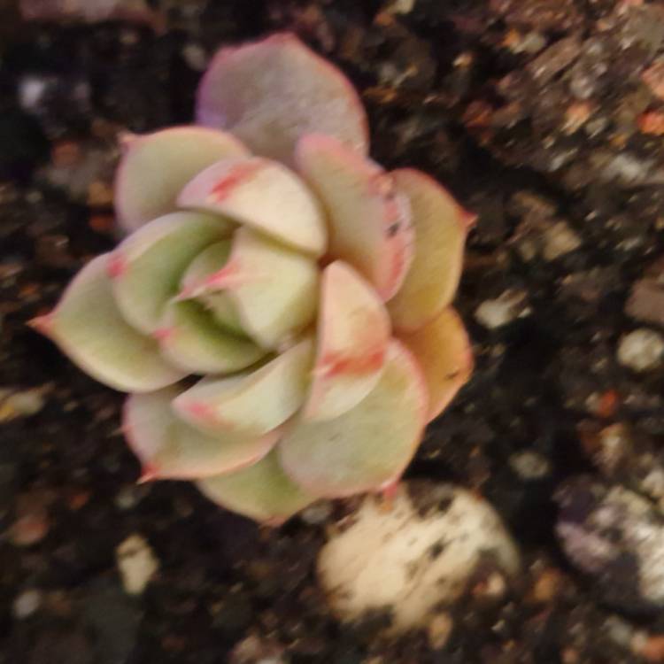 plant image 1160337