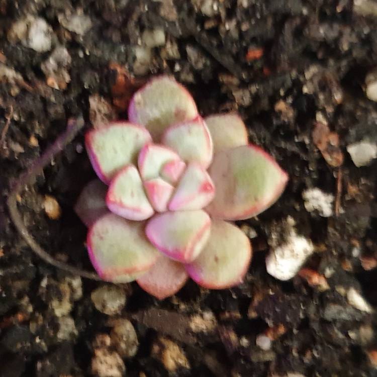 Plant image Echeveria Subcorymbosa Lau 30