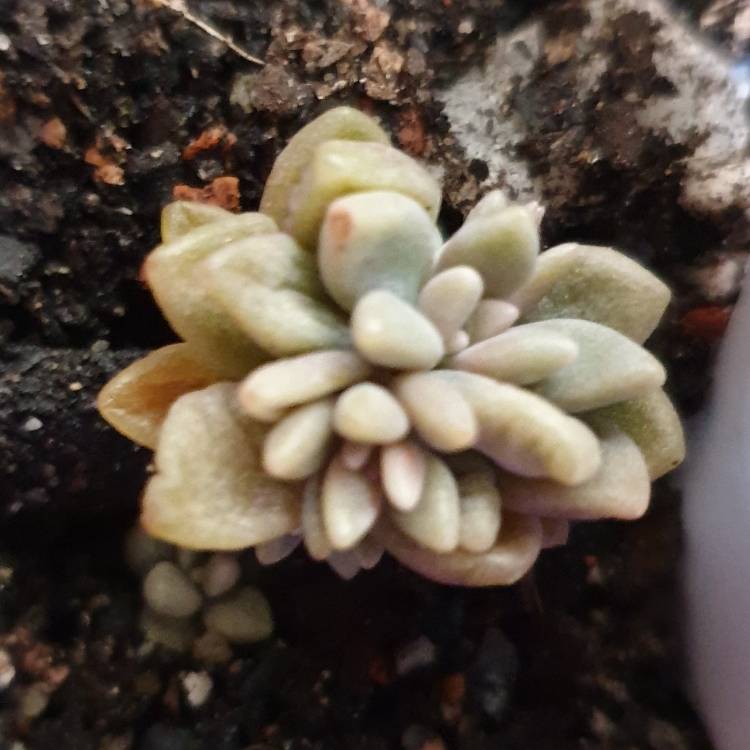 Plant image Graptopetalum Mirinae