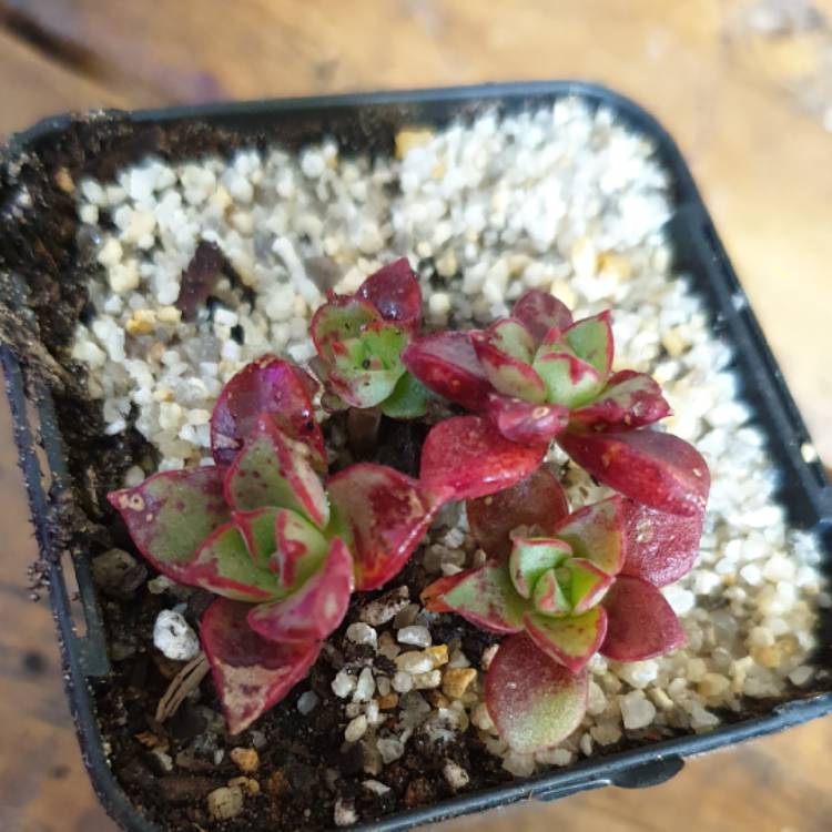 plant image 1160575 plant image 1160575