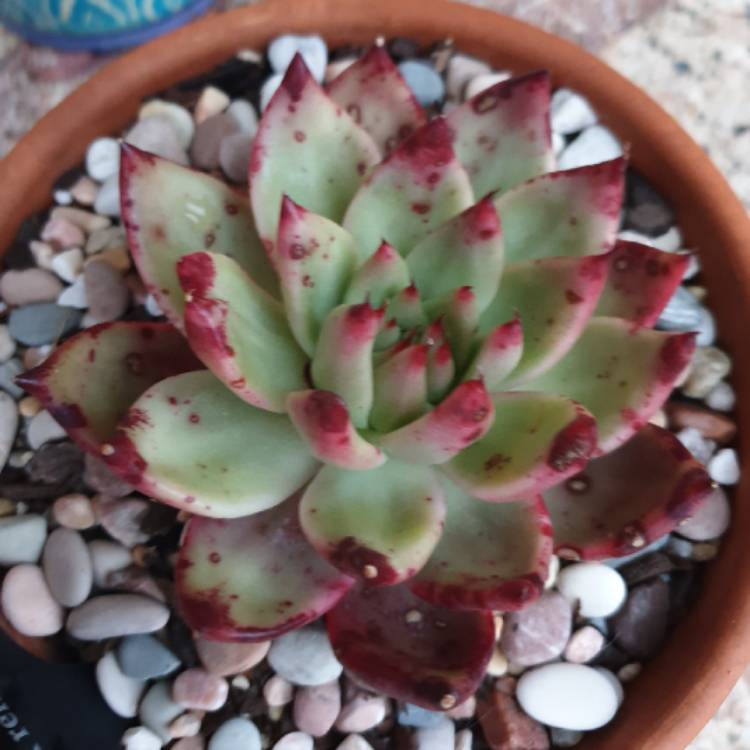 plant image 1161747 plant image 1161747