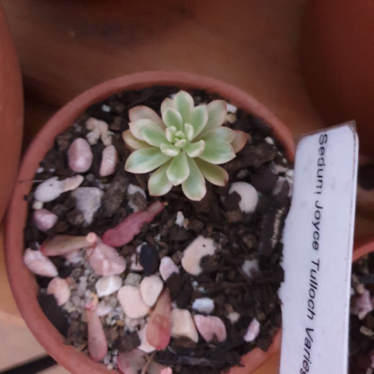 plant image 1161953