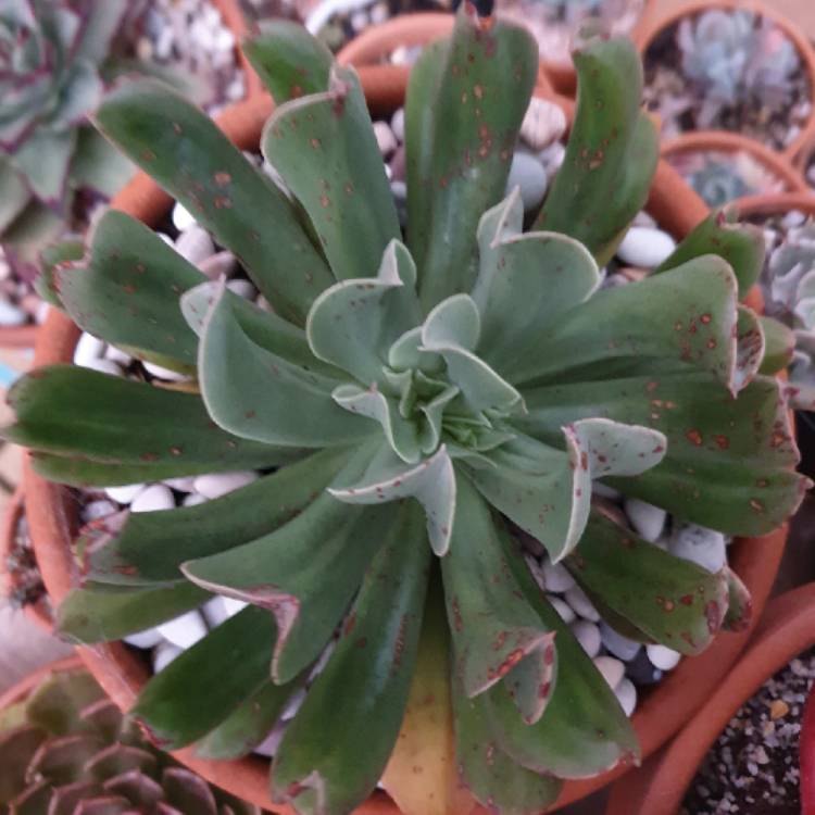 plant image 1162056 plant image 1162056