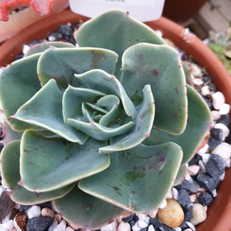 plant image 1162059