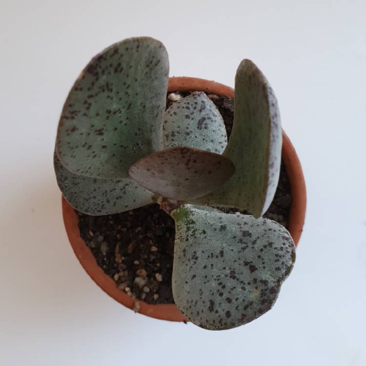 Plant image Adromischus  Alstonii