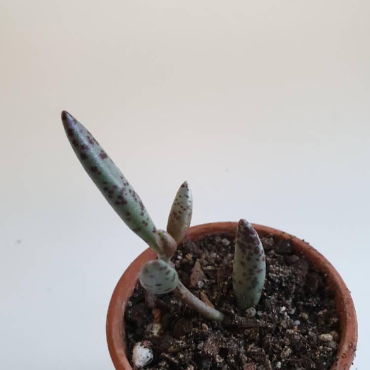 Plant image Adromischus Marianae var. Antidorcatum