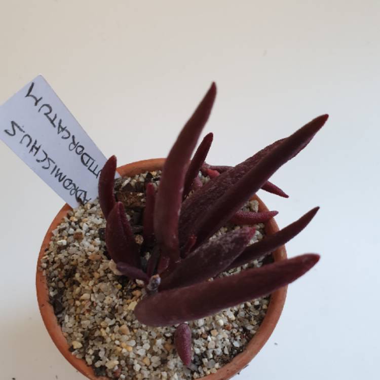 plant image 1162124