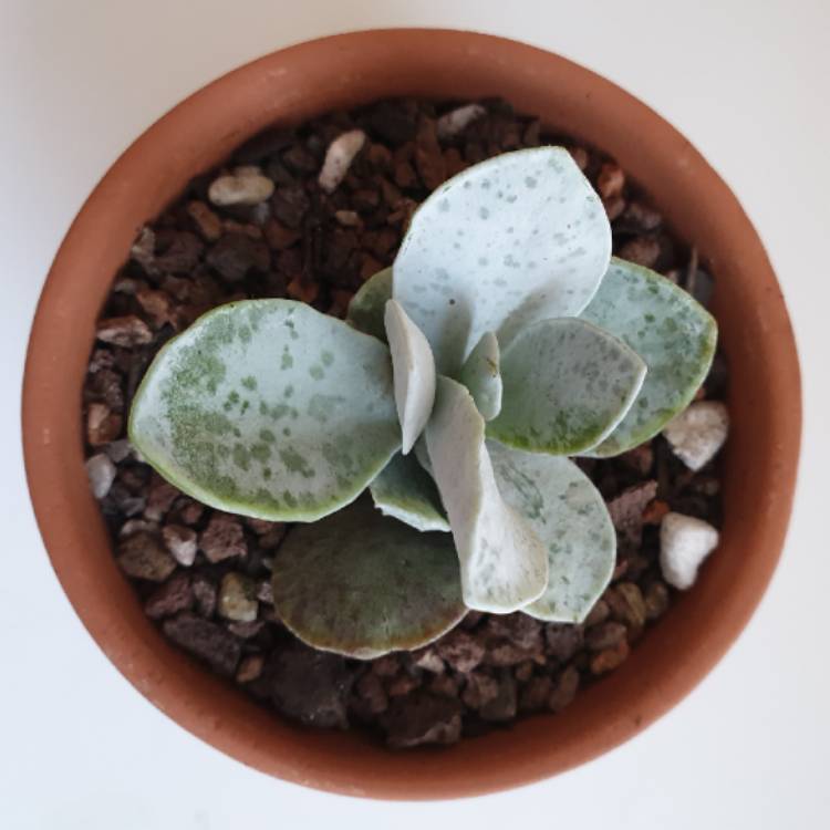 Plant image Adromischus Leucophyllus