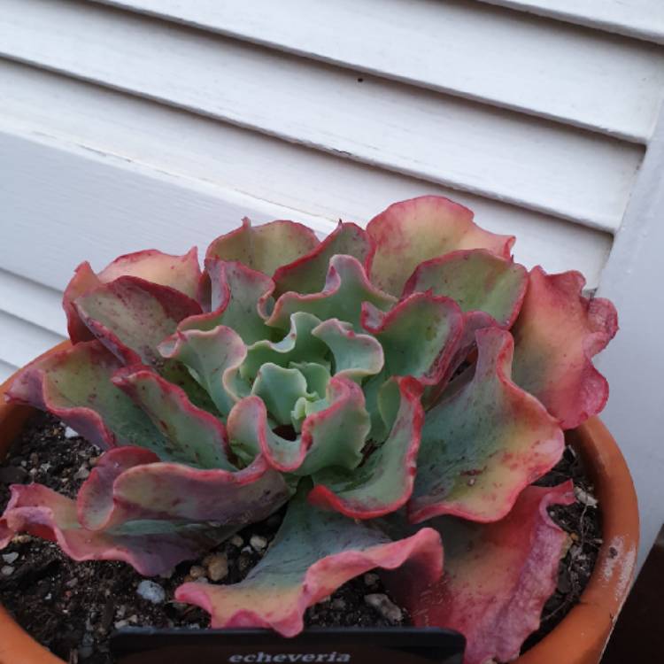 plant image 1162218 plant image 1162218