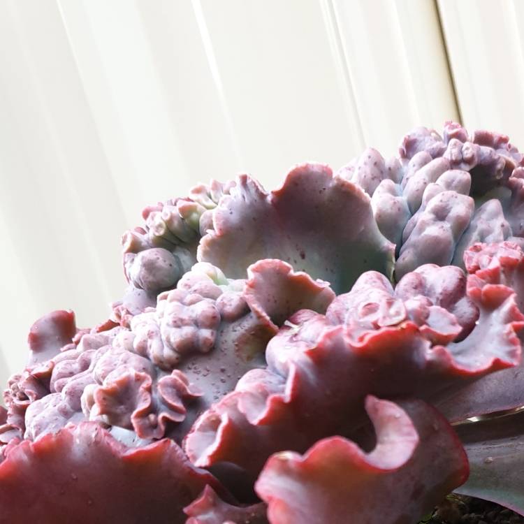 plant image 1162224