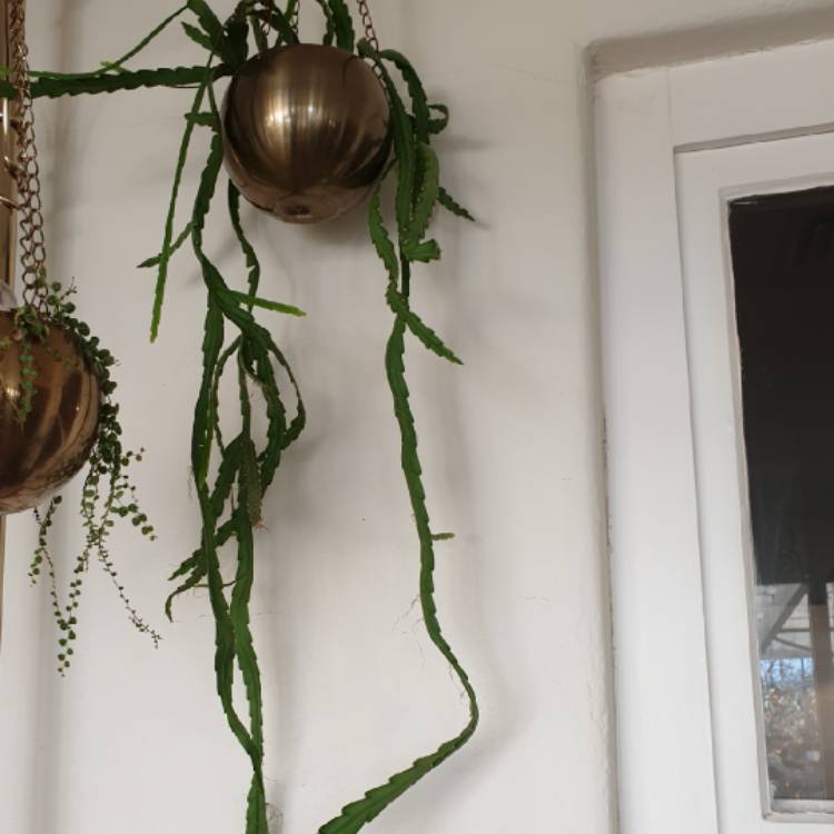 Plant image Rhipsalis Microcantha