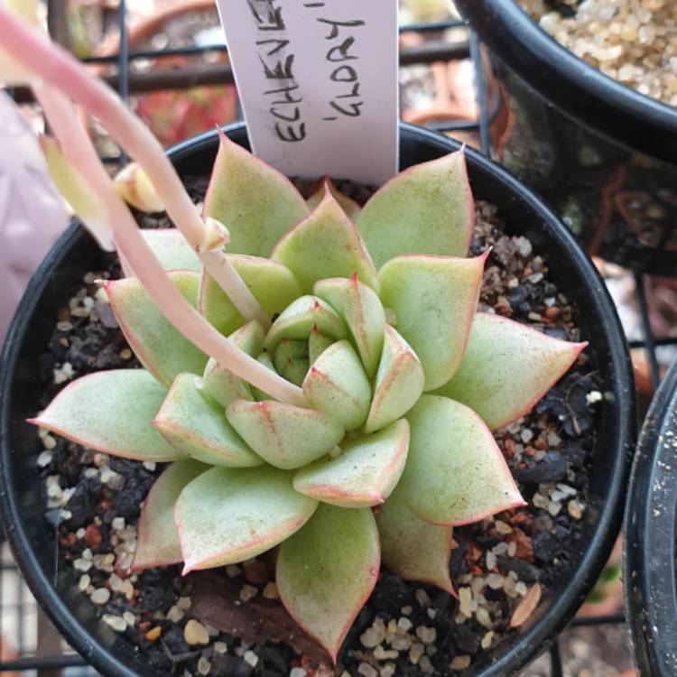 Plant image Echeveria Glory