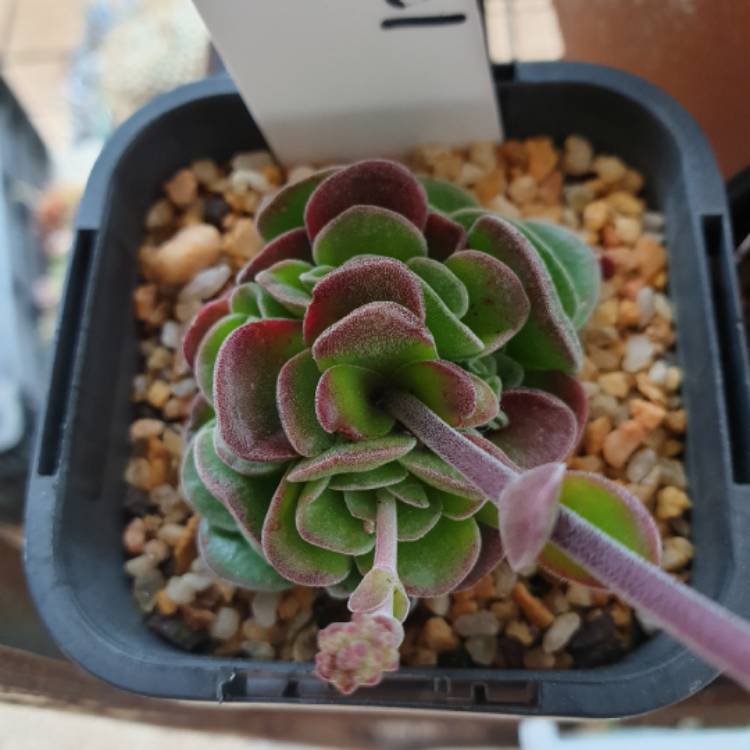 Plant image Crassula Damsel