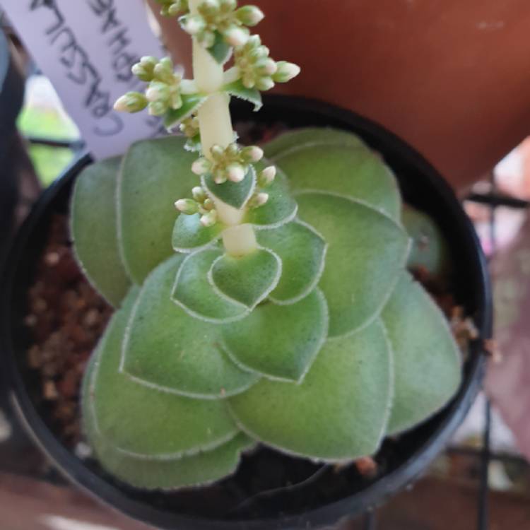 Plant image Crassula hemisphaerica syn. Crassula alooides